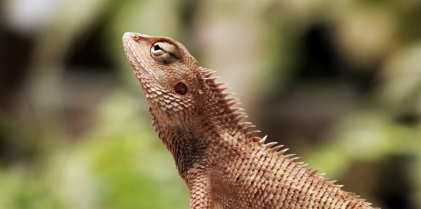 Side profile of a beige lizard in a green forest.